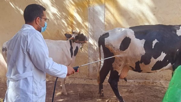 تحصين 238 ألفًا و410 رؤوس ماشية ضمن الحملة القومية ضد الحمى القلاعية بالمنيا