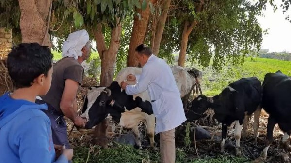 الحملة الاستثنائية ضد الحمى القلاعية تحصن 44 ألف رأس ماشية بالمنيا