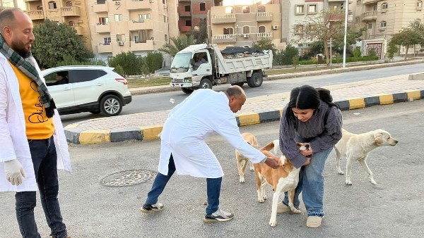 حملات تحصين الكلاب 