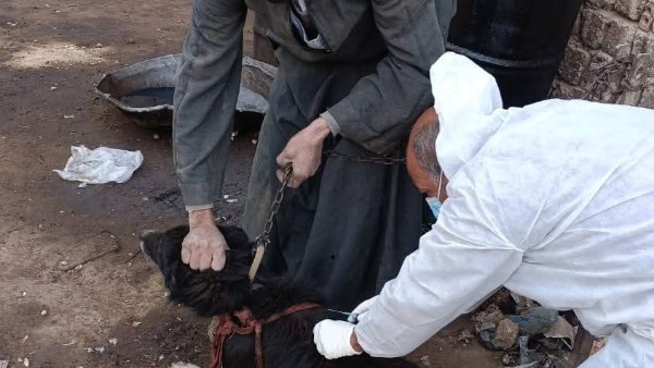 جانب من حملة الطب البيطري بسوهاج