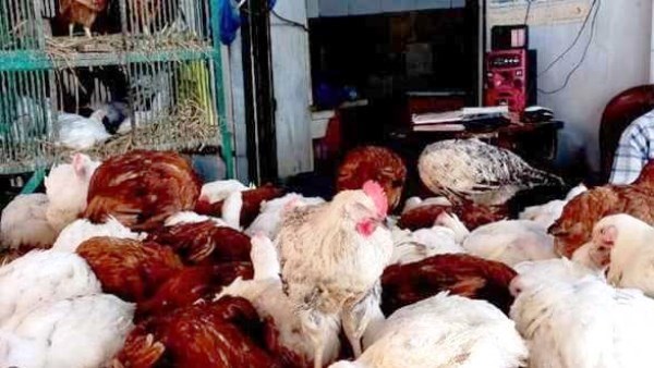 أسعار الدواجن في أسوان اليوم الثلاثاء 6 -1-2026