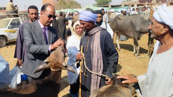 جهود محافظة أسوان