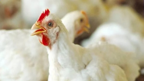 دواجن ارشيفيه 