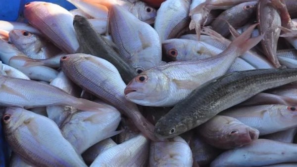 اسماك  ارشيفيه 