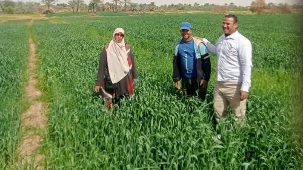 زراعة الوادي الجديد تواصل دعم مزارعي القمح بالمحافظة للوصول إلى أعلى إنتاجية زراعة الوادي الجديد تواصل دعم مزارعي القمح بالمحافظة للوصول إلى أعلى إنتاجية