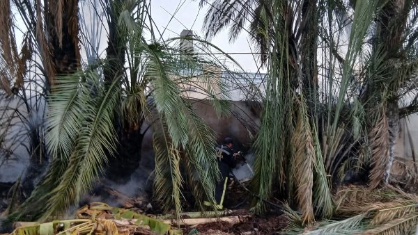 حريق بأشجار نخيل بالعامرية