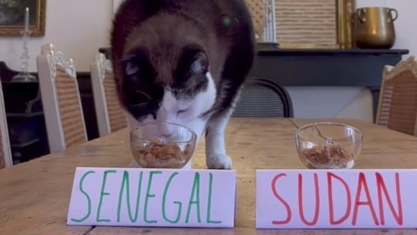 ملك التوقعات نيمبوس يتوقع انتصارات السنغال ومالي في ثمن نهائي أمم أفريقيا