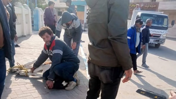 خلال فاعليات الحملة لظبط الماشية 