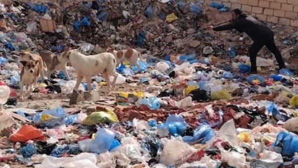 حملة  تحصين للكلاب  الحرة 