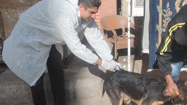 رئيس حي الزهور ببورسعيد: حملة مكبرة لتحصين  كلاب الشوارع ضد مرض السعار