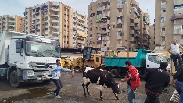 زهور بورسعيد يصادر 4 ماشية و يشن حملة لمنع انتشار الأبقار بالشوارع
