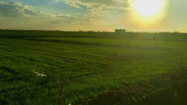 رئيس مدينة بورفؤاد : استمرار التوسع في زراعة المحاصيل الإستراتيجية الشتوية بمنطقة سهل الطينة