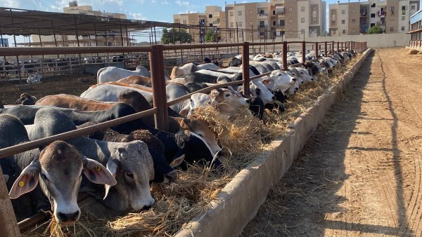 محطة تسمين الماشية بجنوب بورسعيد تستقبل 300 رأس ماشية كمرحلة أولى استعدادًا لشهر رمضان المعظم