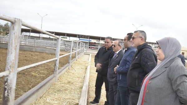 محافظ بورسعيد يتفقد محطة تسمين الماشية