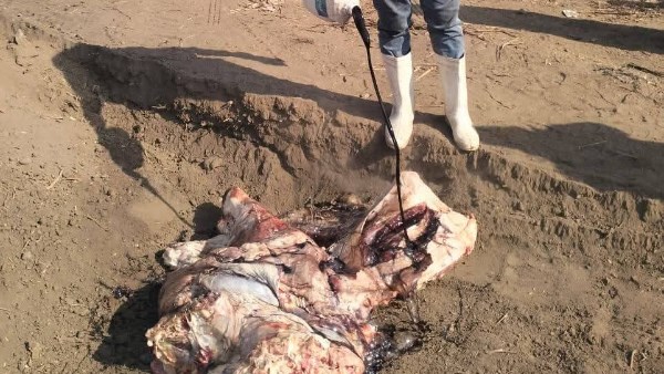 جانب من الواقعة 