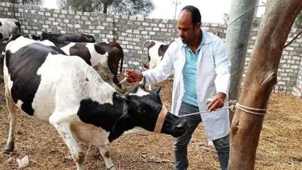 الحمية القلاعية 