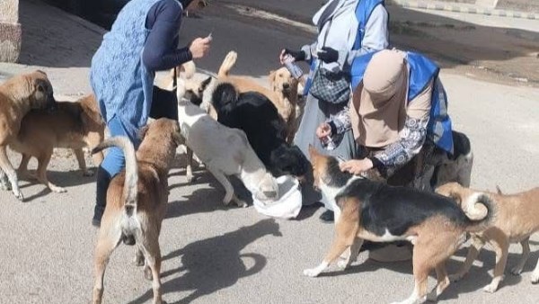 جانب من الحملة 