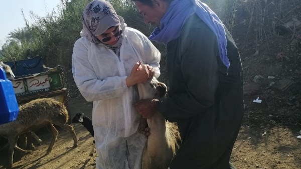 الغربية.. قافلة بيطرية للكشف على 483 حيوانا وماشية و 960 طائرا