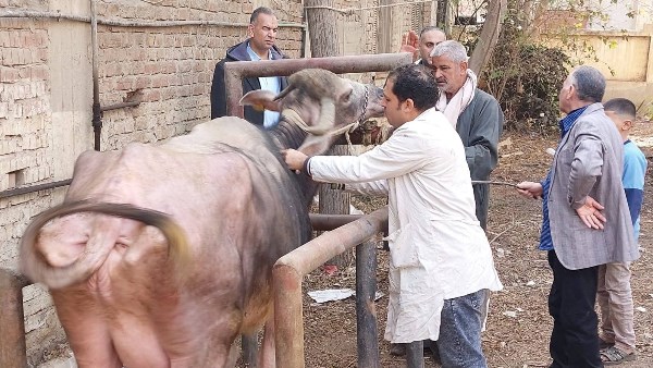 قوافل بيطرية بالغربية 