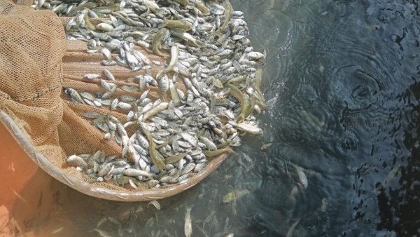 ذريعة اسماك