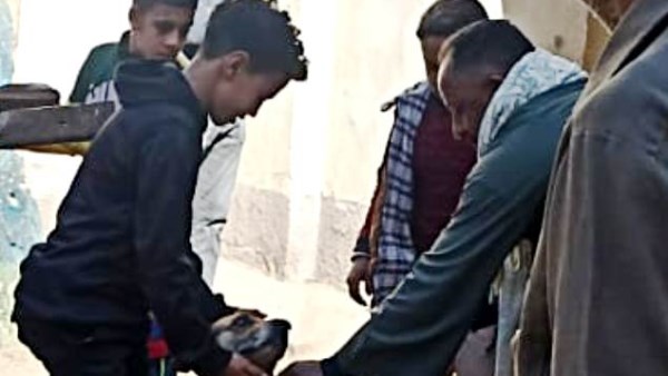 تعقيم الكلاب الضالة 