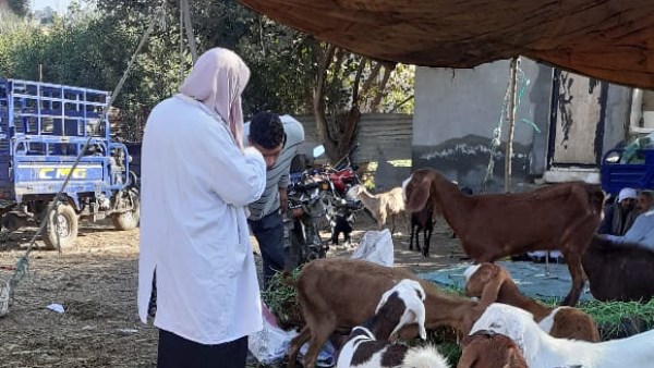 الترصد الوبائي 