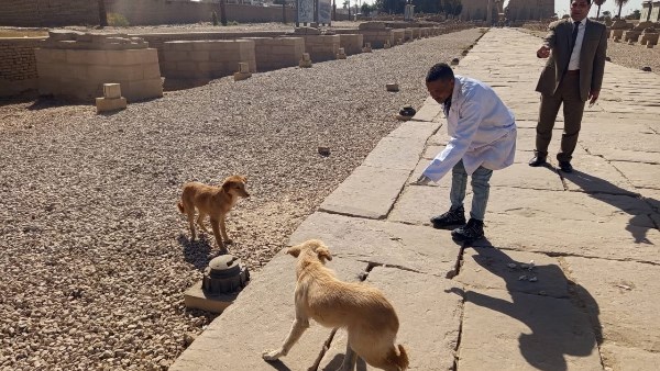 تحصين الكلاب