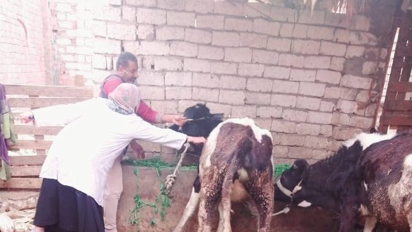 تحصين الماشيه 