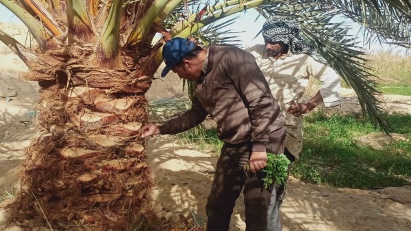 سوسة النخيل 