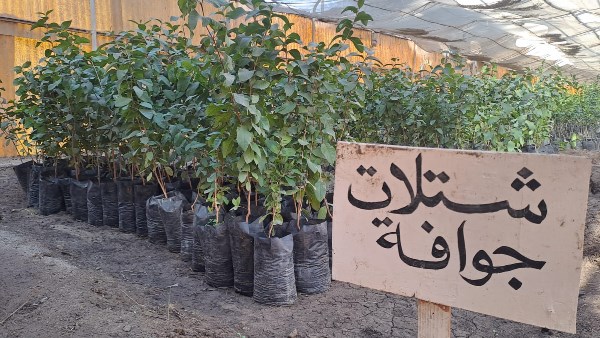 مزارع ومشاتل قطاع الإنتاج بالمحافظات