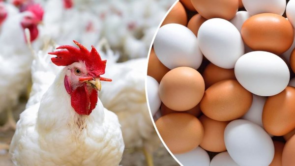 اسعار الفراخ اليوم 