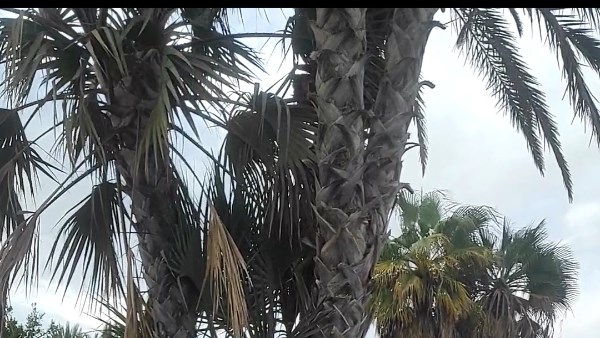 أشجار الدوم بطور سيناء 