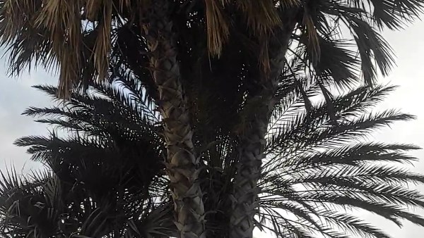 أشجار الدوم 