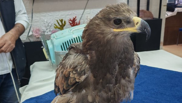 صورة التحفظ على العقاب الملكي 