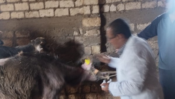 الدقهلية: تحصين 50 ألف رأس ماشية في الحملة القومية للتطعيم ضد الحمى القلاعية