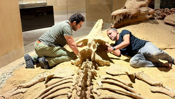 فريق الحفريات 