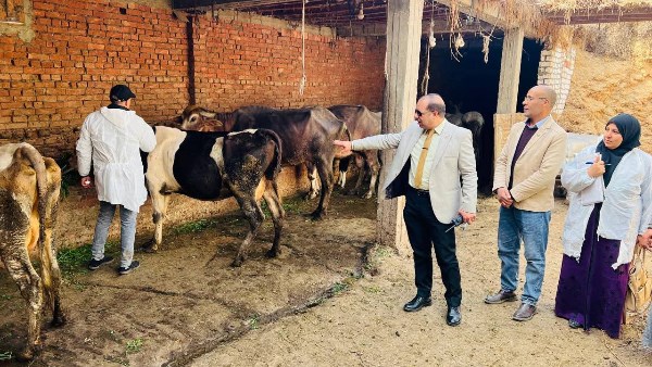 الدقهلية: تحصين 110 آلاف رأس ماشية في الحملة القومية ضد الحمى القلاعية والوادي المتصدع