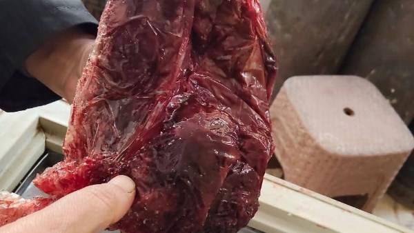 صورة موضوعية