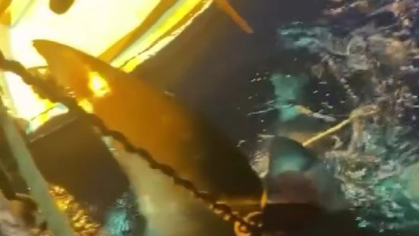 صورة موضوعية