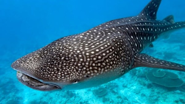 بعد واقعة التعدي عليه.. كل ما تريد معرفته عن القرش الحوتي «بهلول» ضيف البحر الأحمر المسالم بعد واقعة التعدي عليه.. كل ما تريد معرفته عن القرش الحوتي «بهلول» ضيف البحر الأحمر المسالم