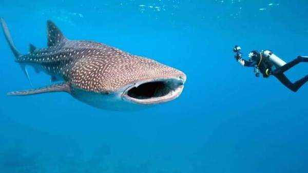 صورة موضوعية