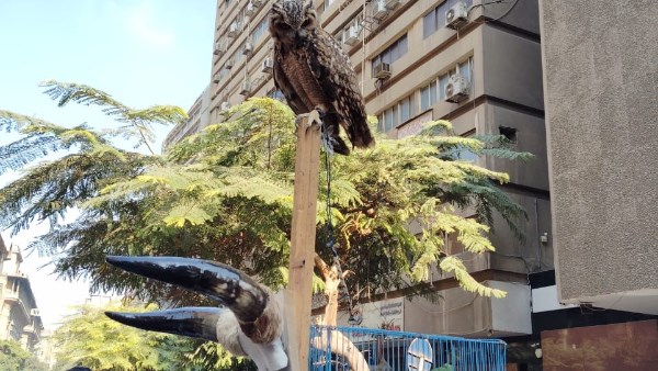 بعرض وبيع طيور وحيوانات برية محظور تداولها