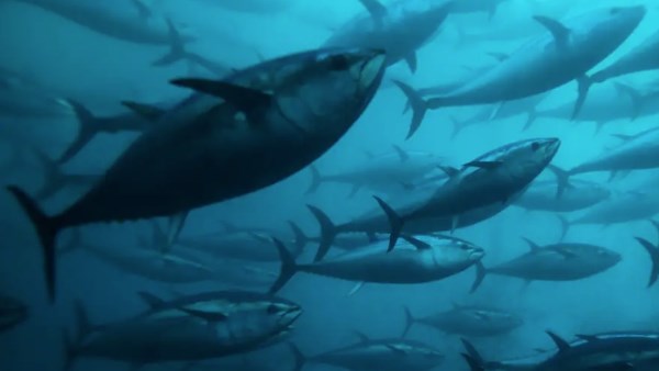 اتفاقية الأمم المتحدة لحماية التنوع البيولوجي 