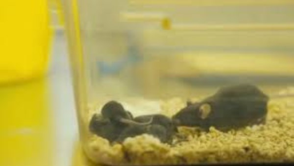 فئران عائدة من الفضاء