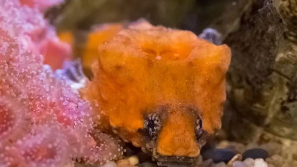 السمكة الغامضة 