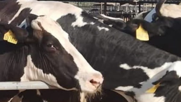 محافظ البحيرة