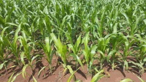 زراعة الذرة