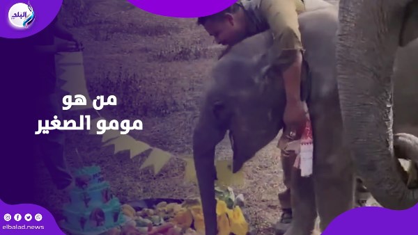 مومو الصغير