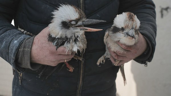 قصف حديقة الحيوان في خاركيف