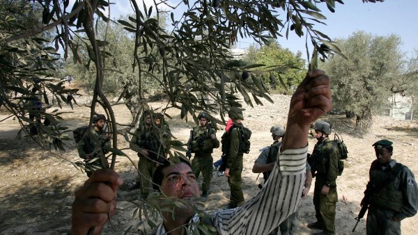 موسم حصاد الزيتون في فلسطين 